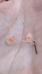 Mycena rosella
