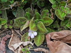 Episcia lilacina
