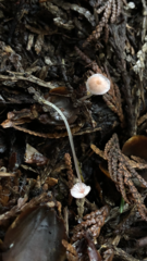 Mycena rosella