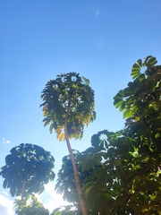 Heptapleurum microphyllum