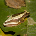 Elegant Forest Tree Frog - Photo (c) Arnold Wijker, some rights reserved (CC BY-NC), uploaded by Arnold Wijker