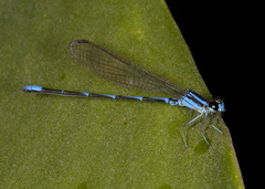 Argia oculata