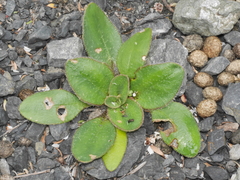 Plantago spathulata