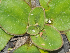 Plantago spathulata