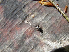 Glischrochilus quadriguttatus