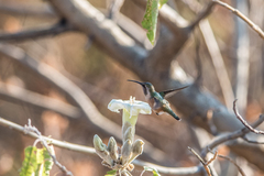 Calothorax