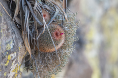 Mammillaria spinosissima spinosissima