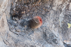 Mammillaria spinosissima spinosissima