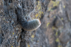 Mammillaria spinosissima spinosissima