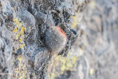 Mammillaria spinosissima spinosissima