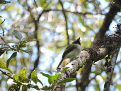 Hemitriccus granadensis