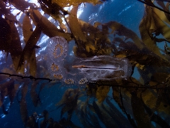 Cyclosalpa affinis