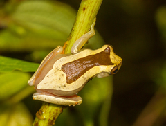 Dendropsophus elegans