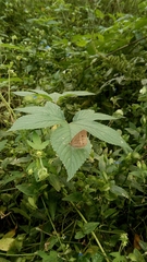 Mycalesis gotama fulginia