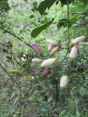 Amphilophium paniculatum