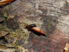 Glischrochilus quadriguttatus