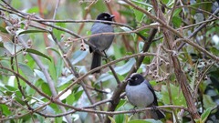 Pseudospingus verticalis