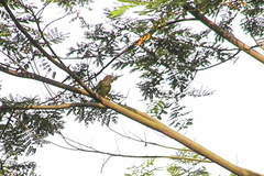 Psilopogon lineatus