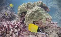 Forcipiger longirostris