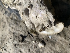 Amphibalanus eburneus