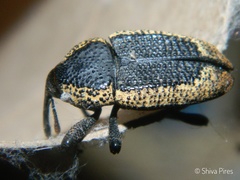 Homalinotus deplanatus