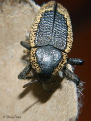 Homalinotus deplanatus