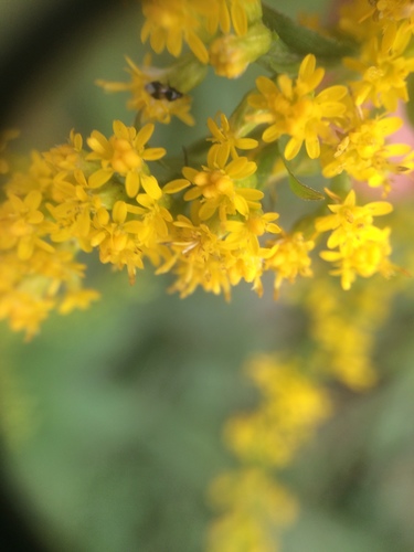Solidago rugosa