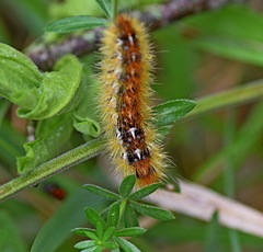 Diacrisia purpurata