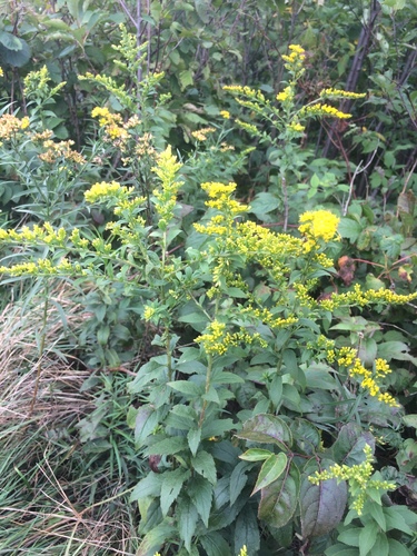 common wrinkle-leaved goldenrod (Solidago rugosa)