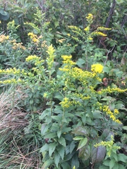 Wrinkleleaf goldenrod