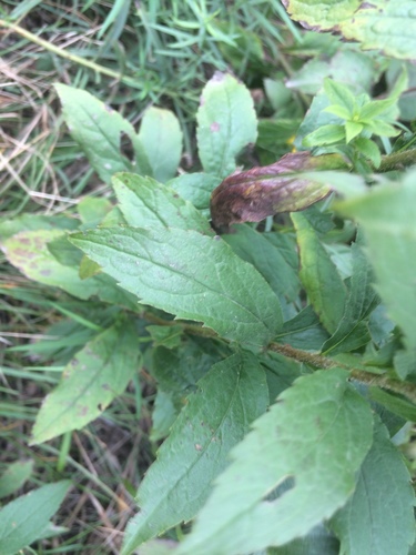 Solidago rugosa