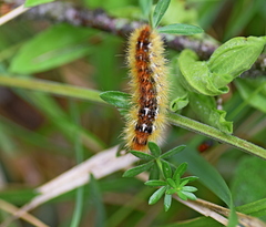 Diacrisia purpurata