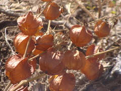 Physalis nicandroides