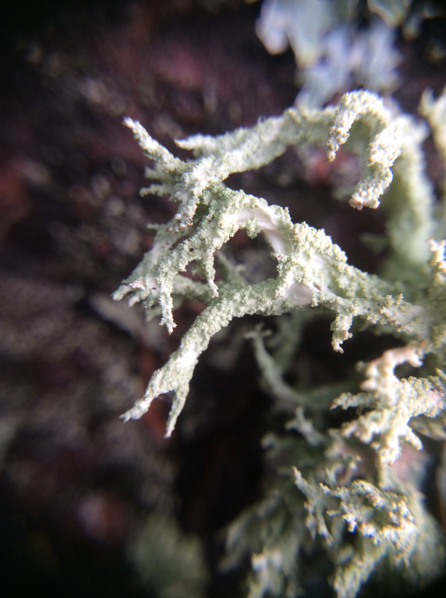 Evernia mesomorpha image