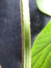 Amphilophium paniculatum