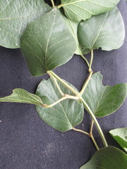 Amphilophium paniculatum