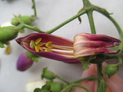 Amphilophium paniculatum