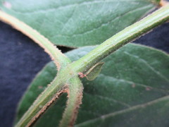 Amphilophium paniculatum