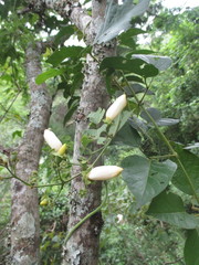 Amphilophium paniculatum