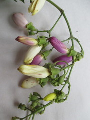 Amphilophium paniculatum