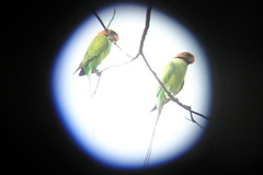 Psittacula longicauda