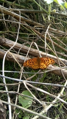 Argynnis hyperbius hyperbius