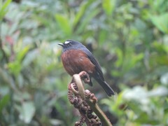 Ochthoeca cinnamomeiventris