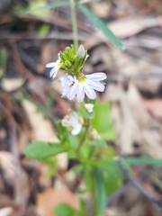 Scaevola albida