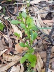 Scaevola albida