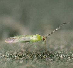 Paraproba crotonica