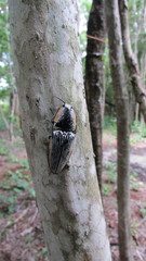 Chalcolepidius rugatus