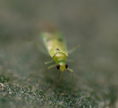 Paraproba crotonica
