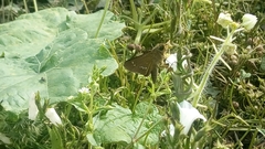 Parnara guttata