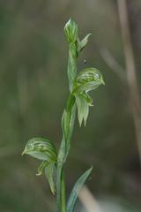Pterostylis smaragdyna